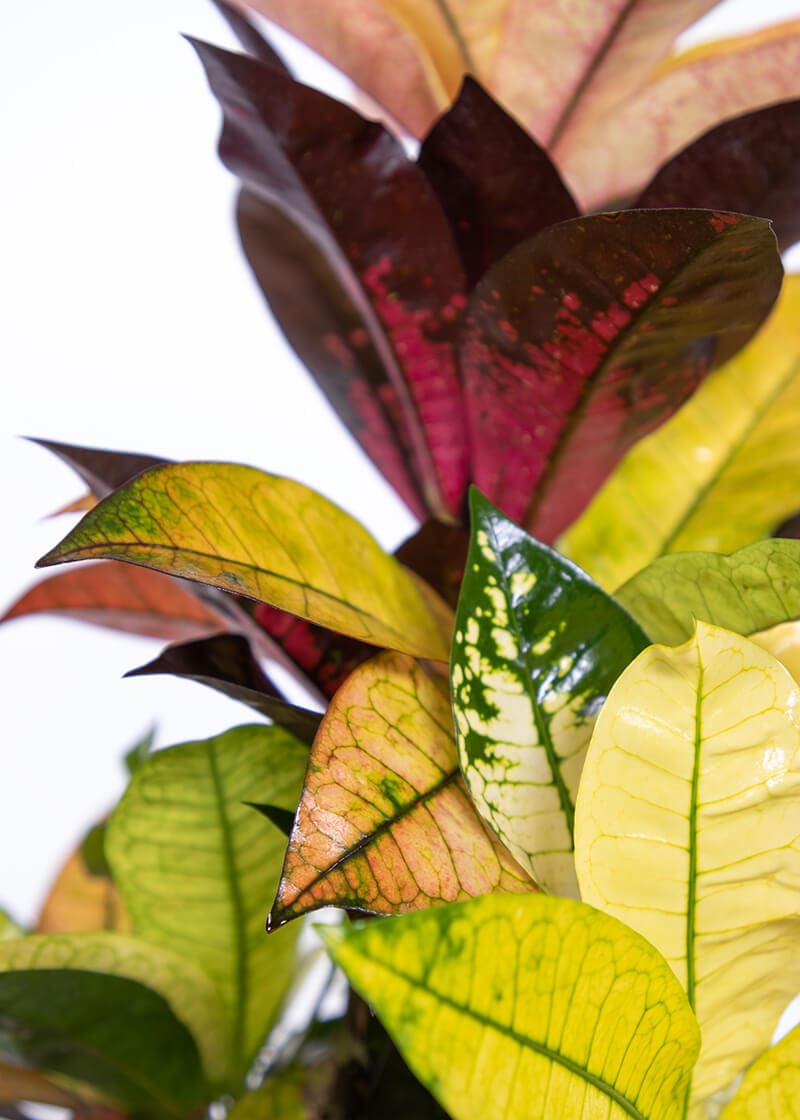Croton “Mrs Iceton” | Planteria Group