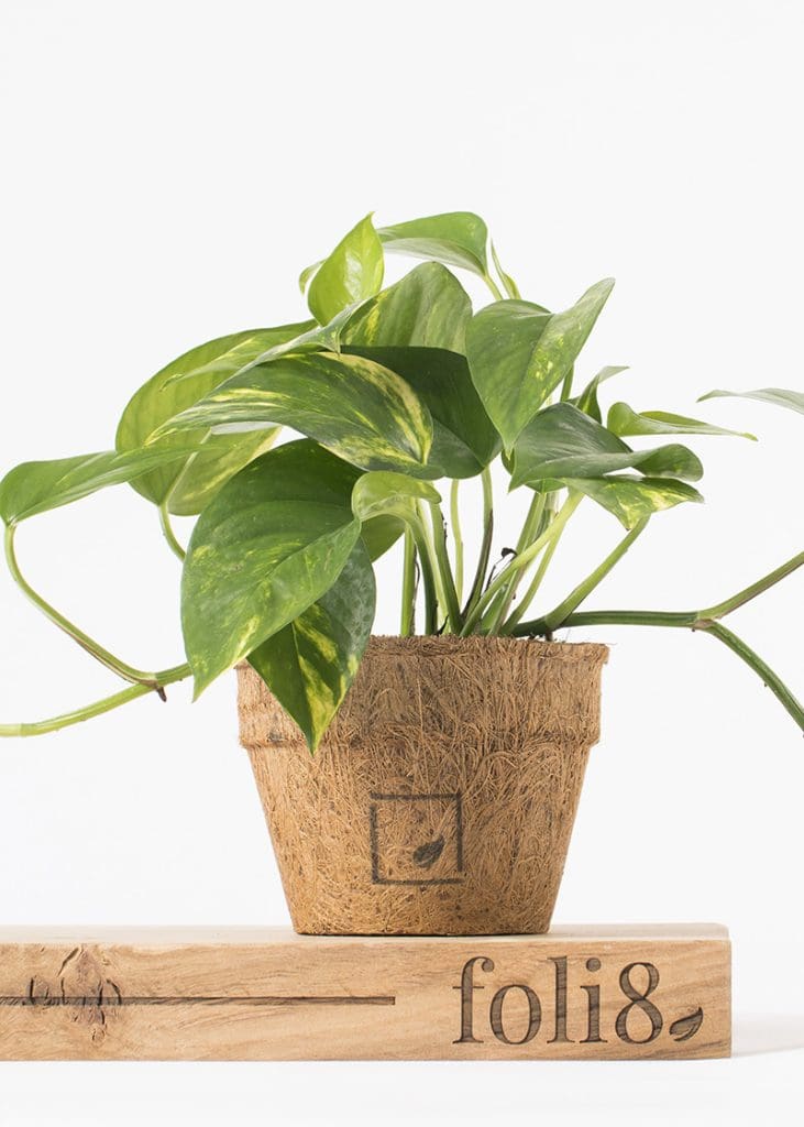 Planteria group