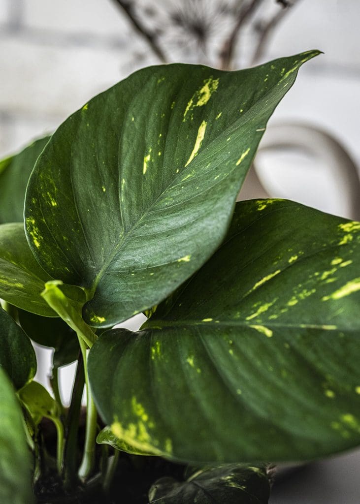 Planteria group