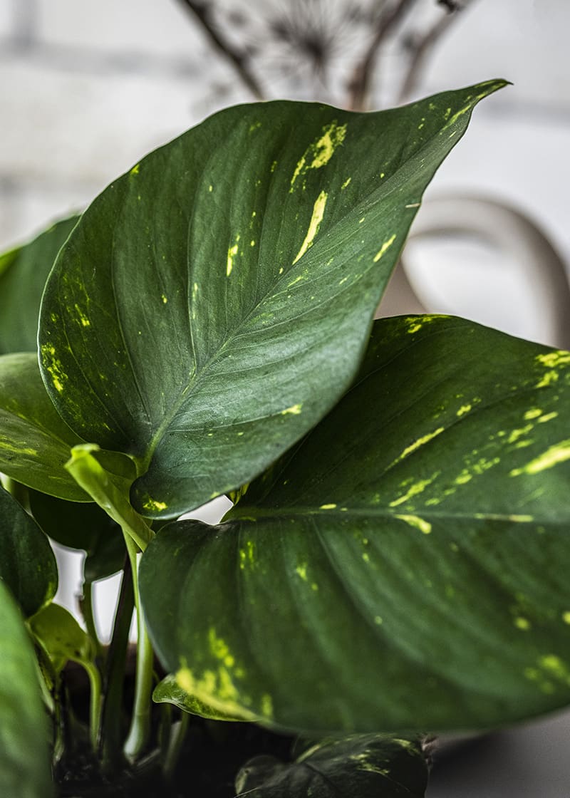 philodendron birkin white leaves Philodendron White Wave - Quality Houseplants | Hortology
