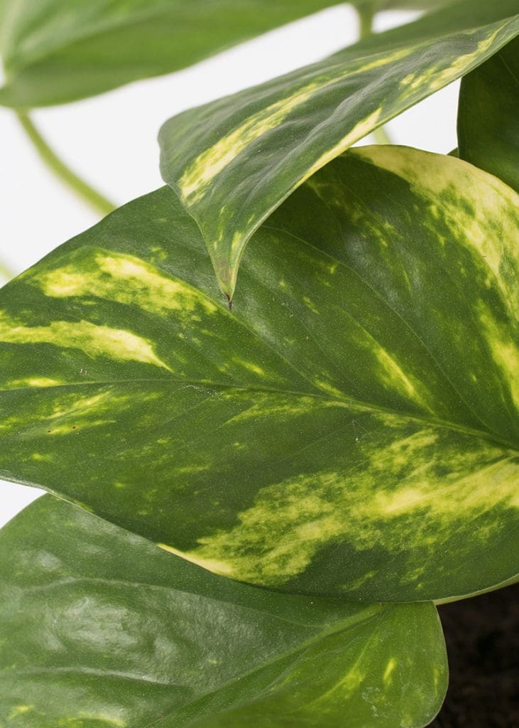 Planteria group