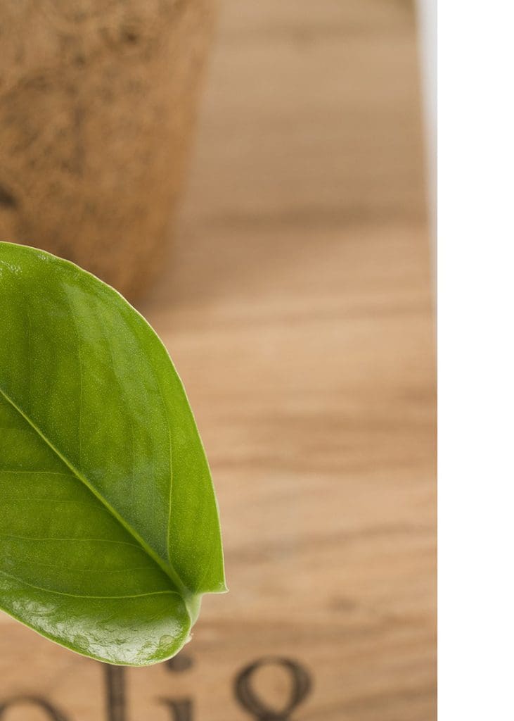 Planteria group