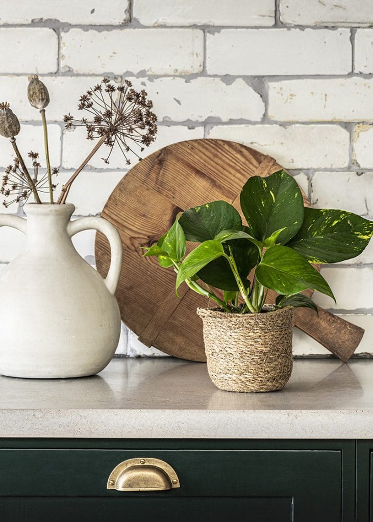 Planteria group