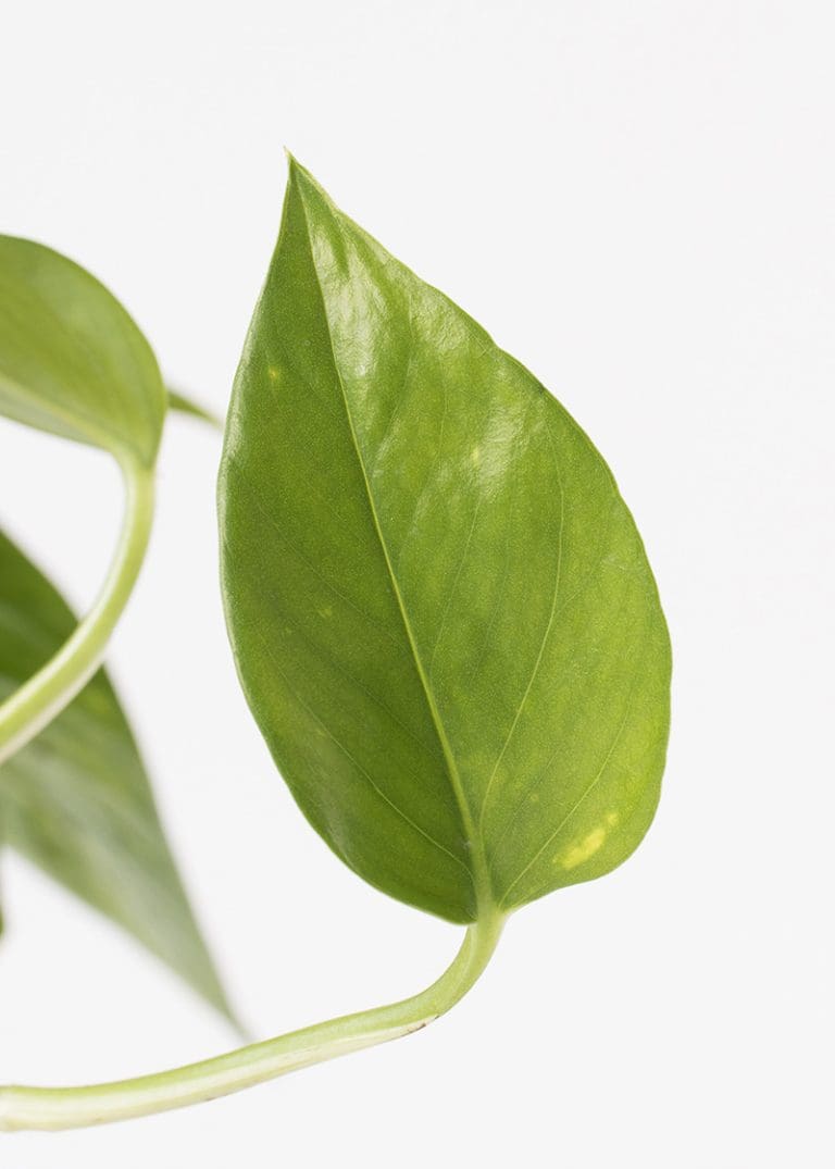 Planteria group