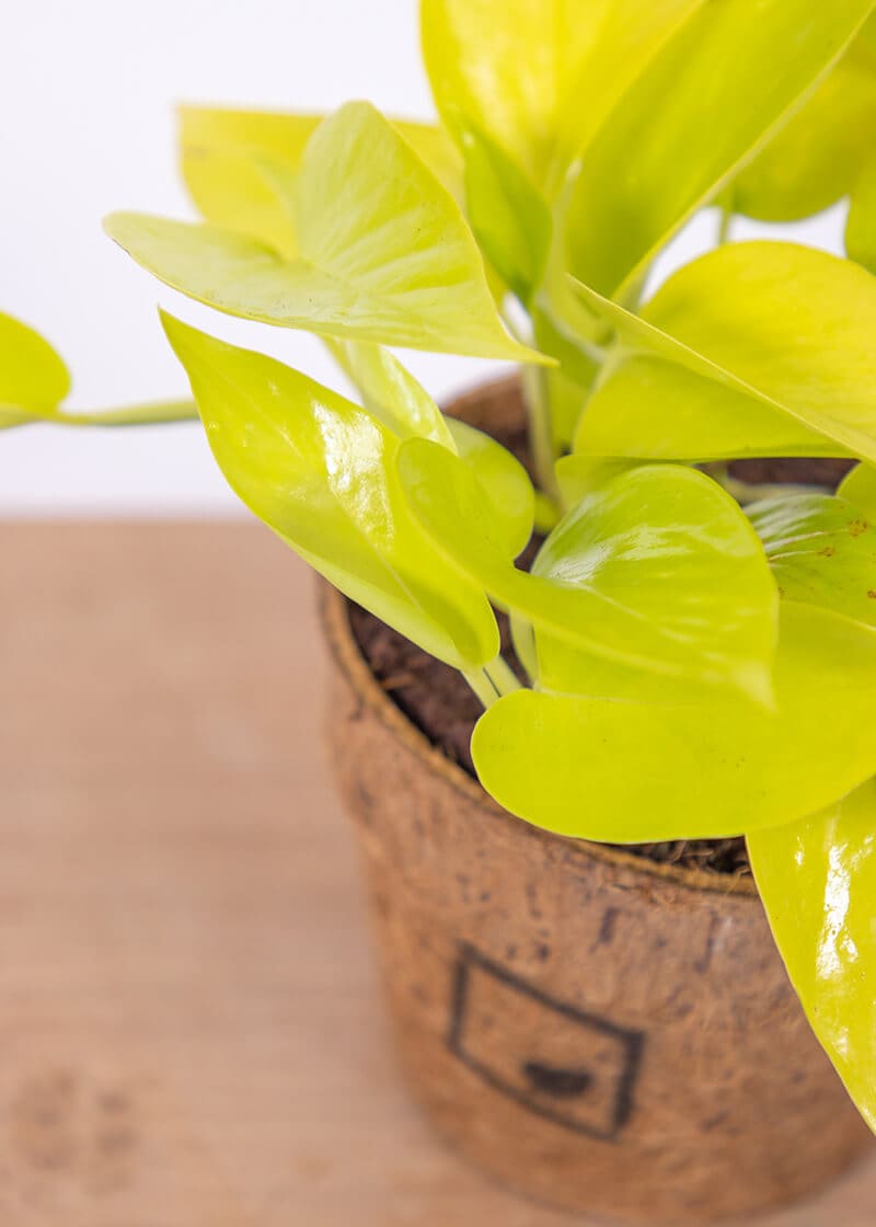 Epipremnum Aureum Neon Pothos | Planteria Group