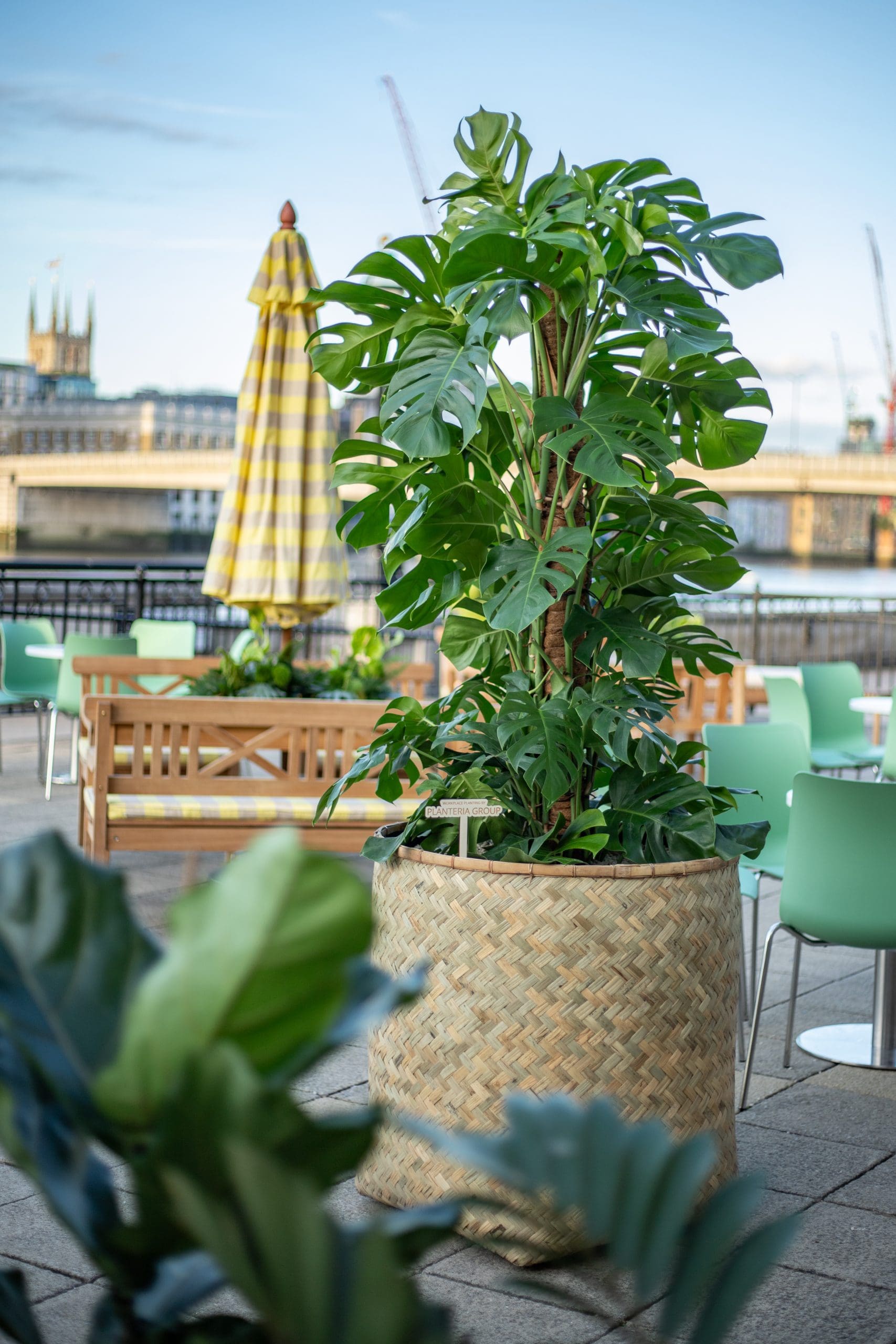 Tall potted greenery with yellow parasol and CBRE event seating.