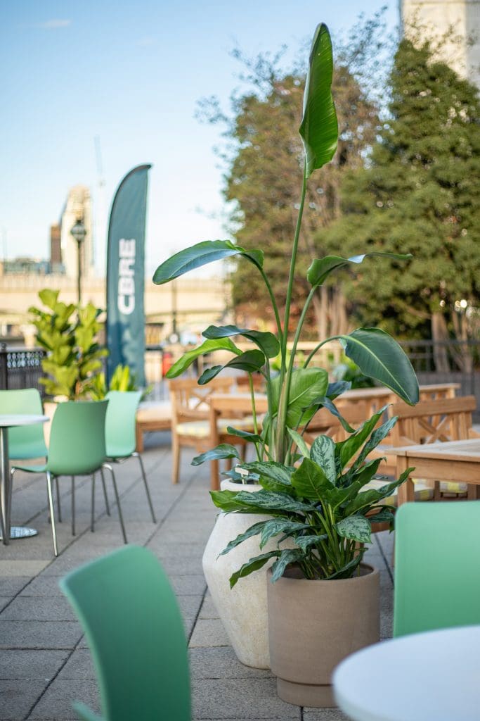 Large concrete pot with tropical foliage plant on terrace.