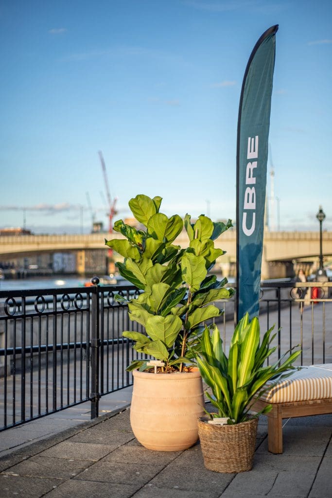 Large potted tropical plants beside railing and cbre flag at terrace.