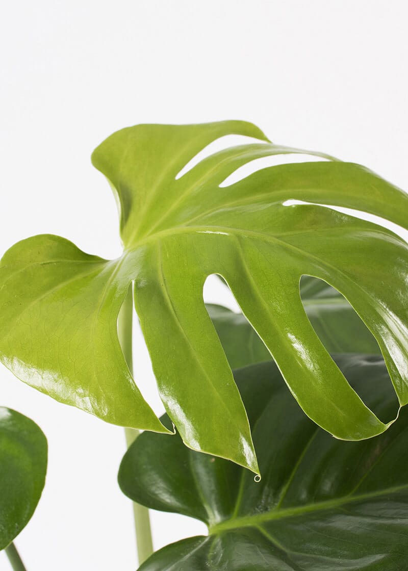 philodendron spiritus #87 4