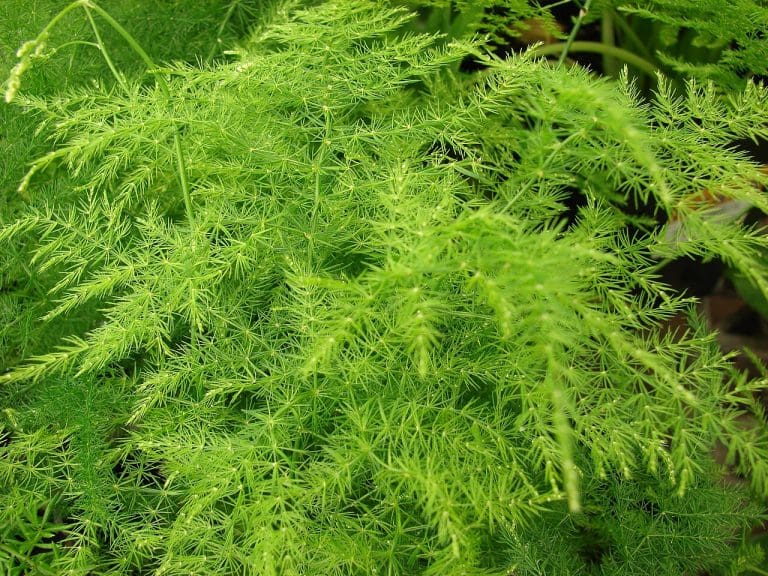 Planteria group