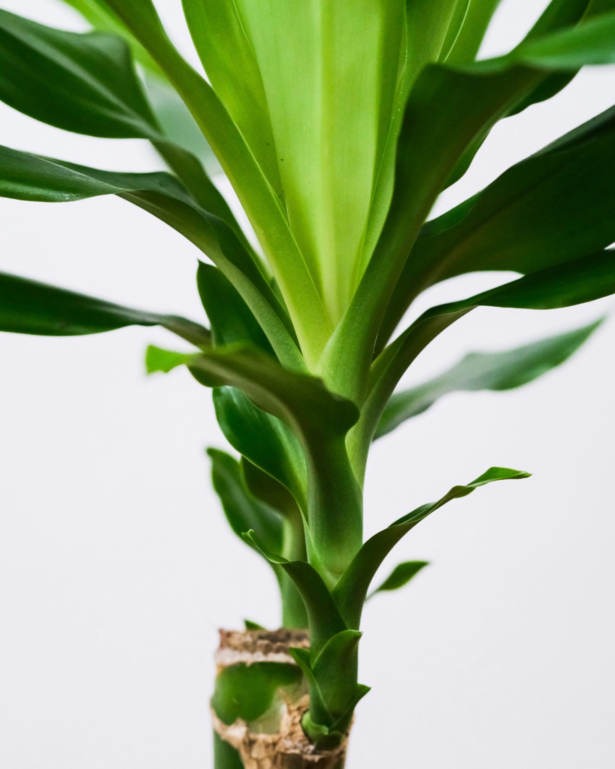 Dracaena Fragrans | Planteria Group