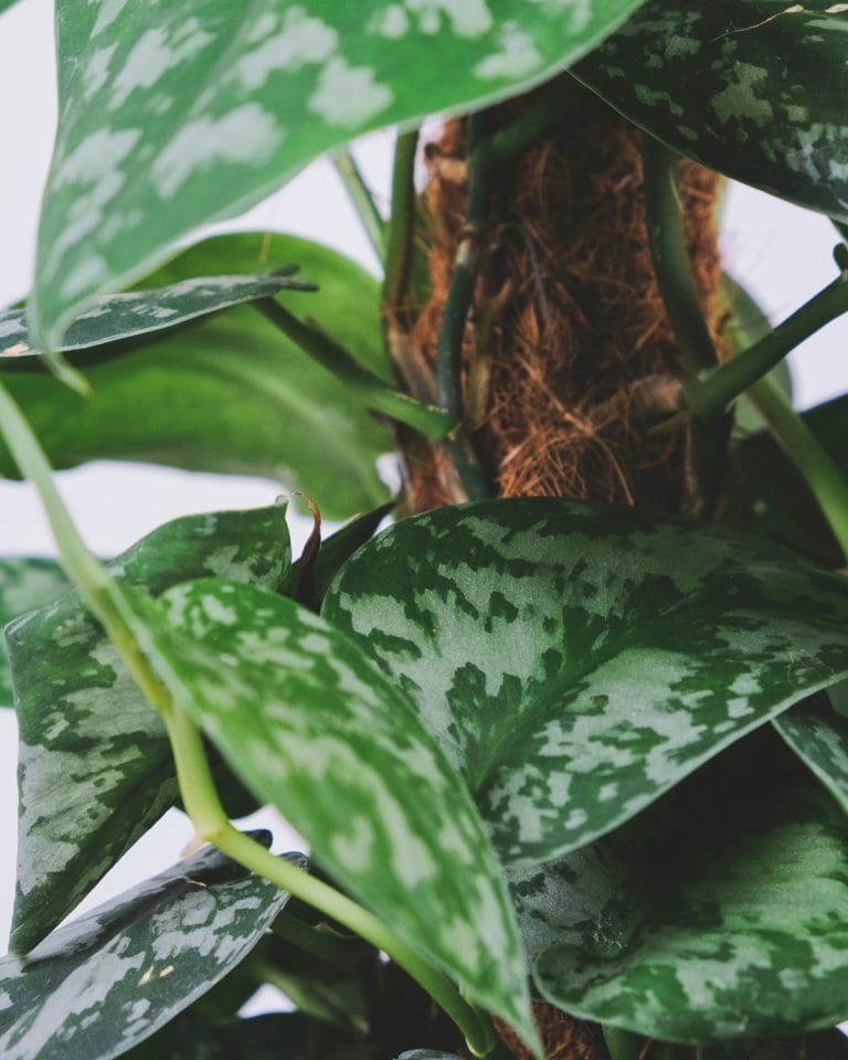 Planteria group