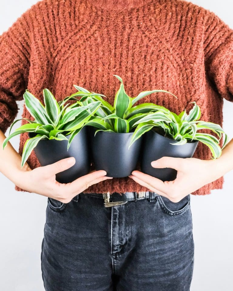 Planteria group