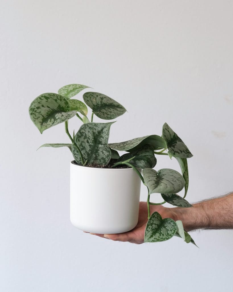 Planteria group