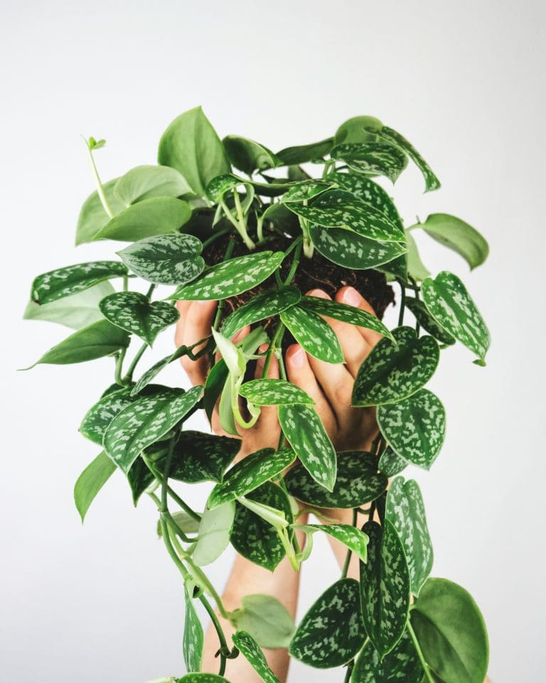 Planteria group