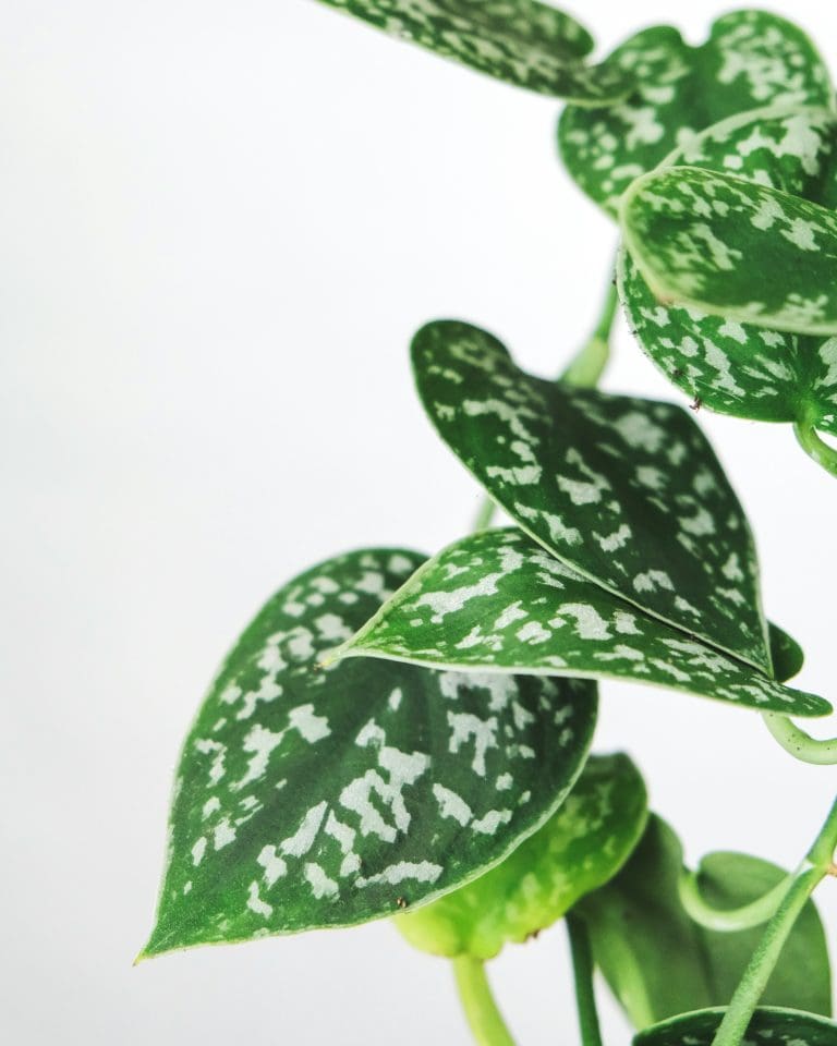 Planteria group