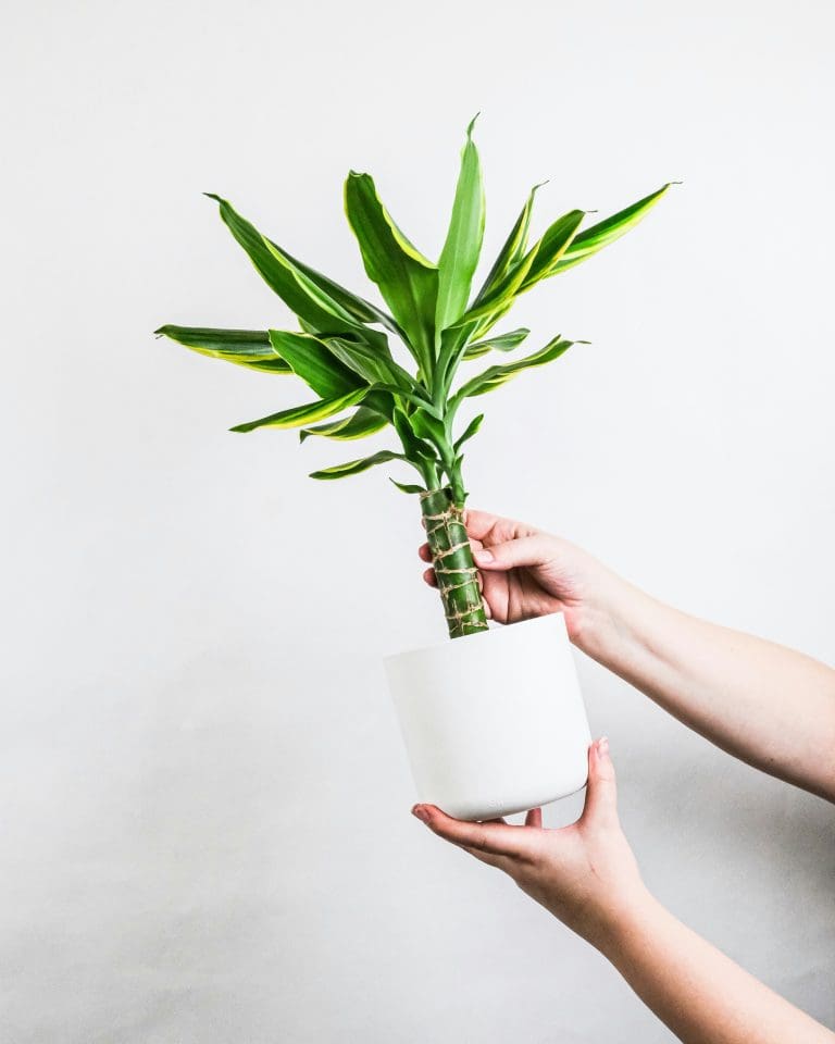Planteria group