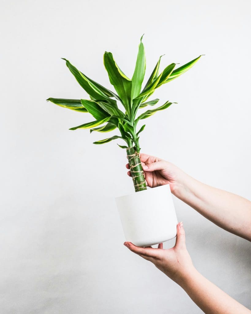 Planteria group