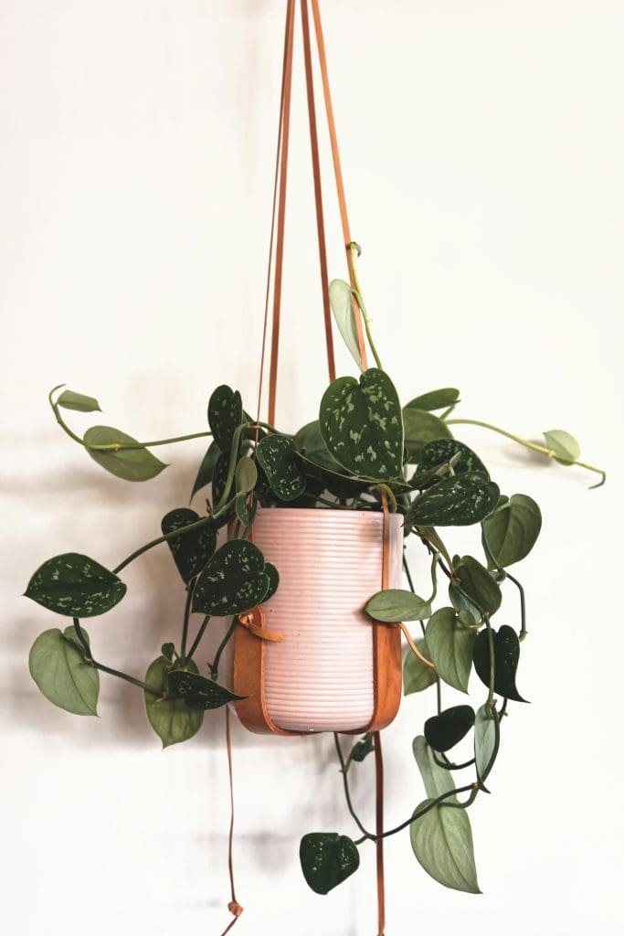 Planteria group