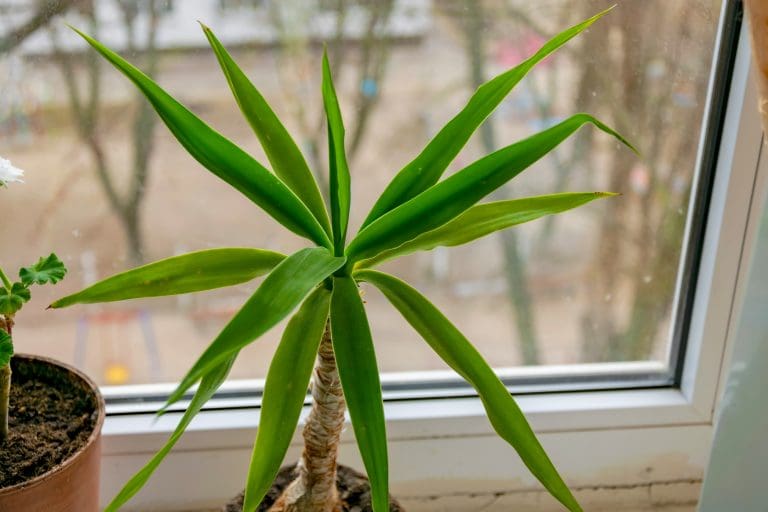 Planteria group