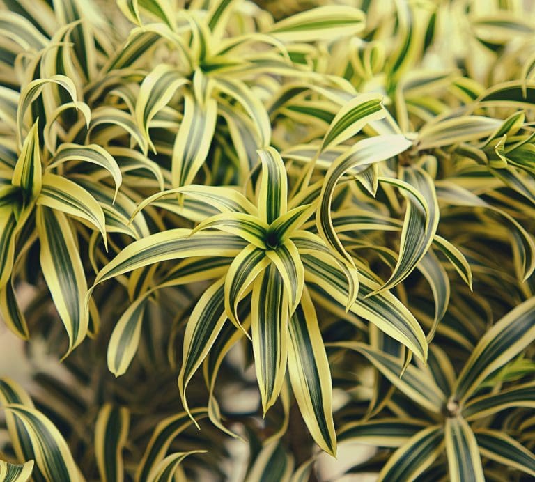 Planteria group