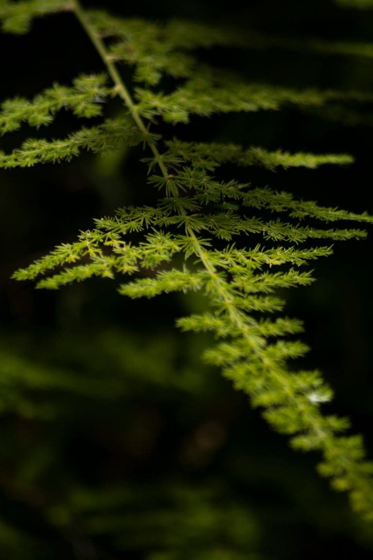 Planteria group
