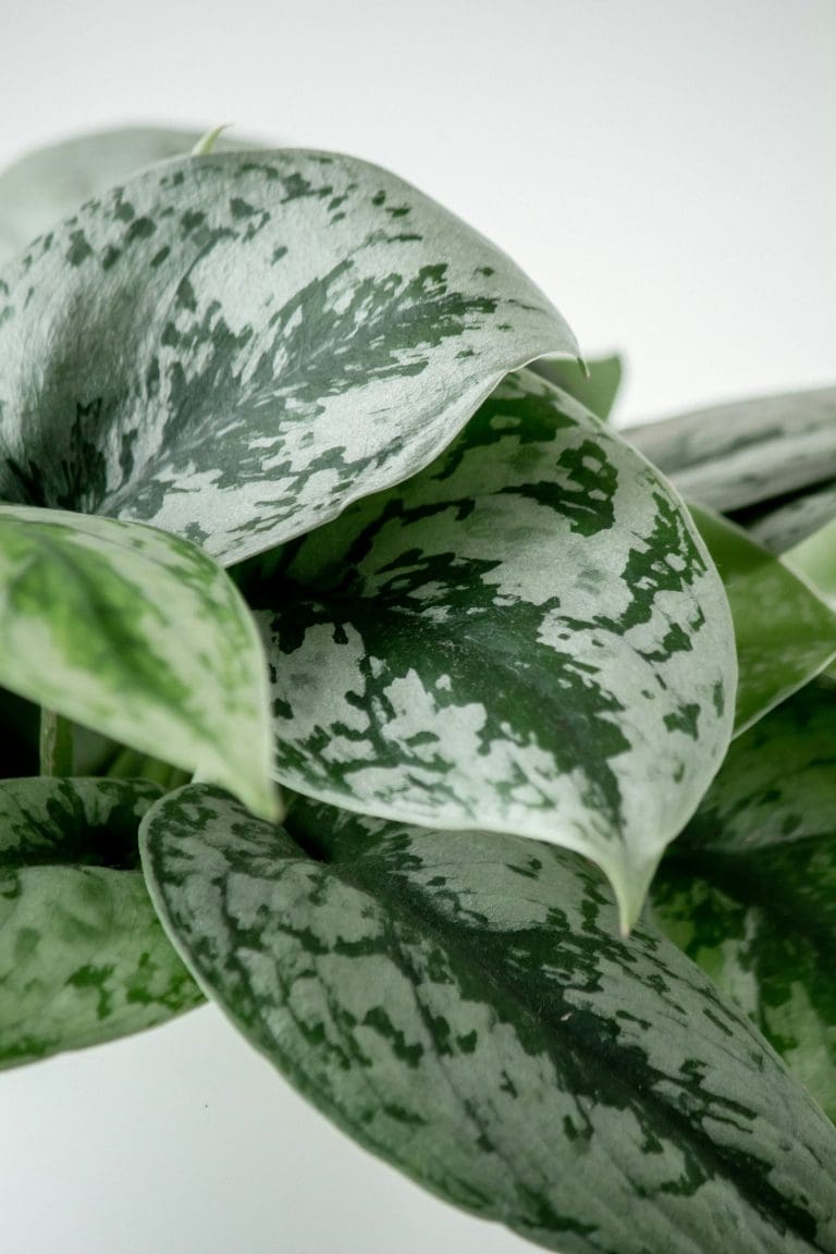 Planteria group