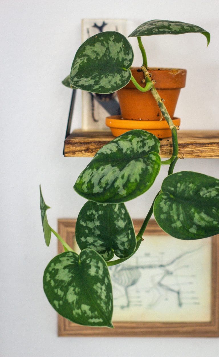 Planteria group