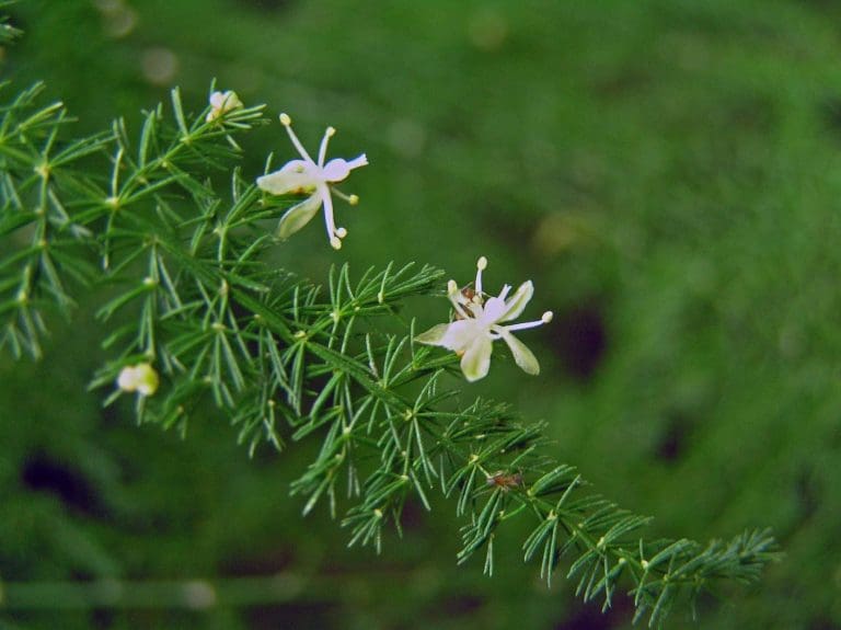 Planteria group