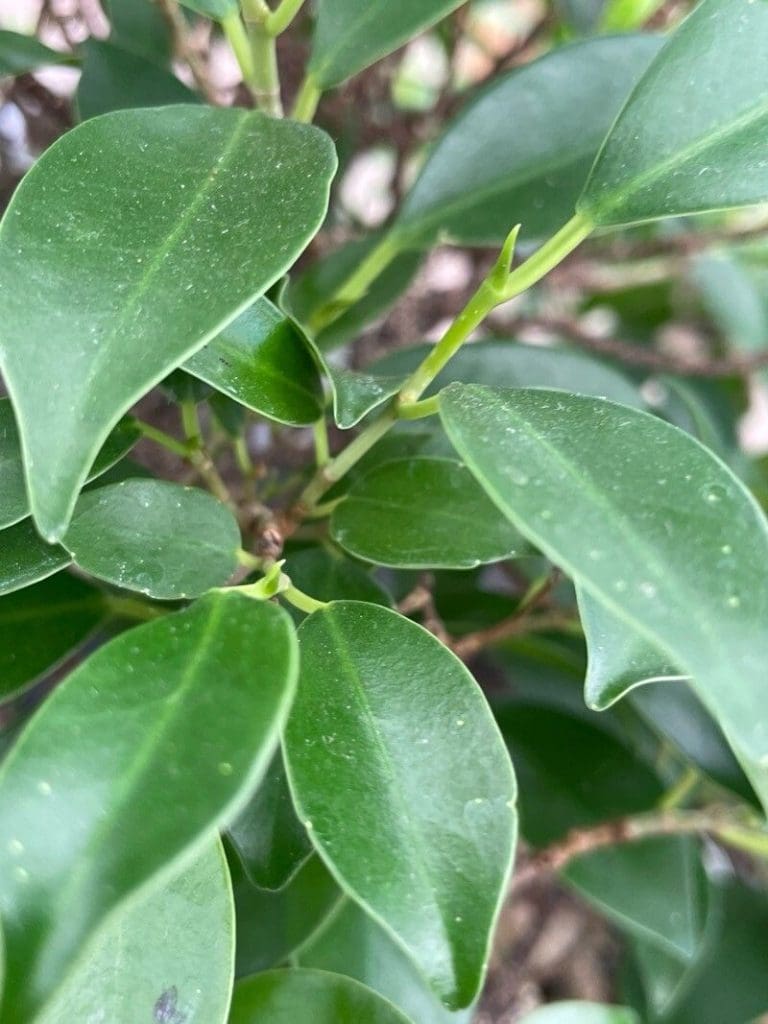 Planteria group