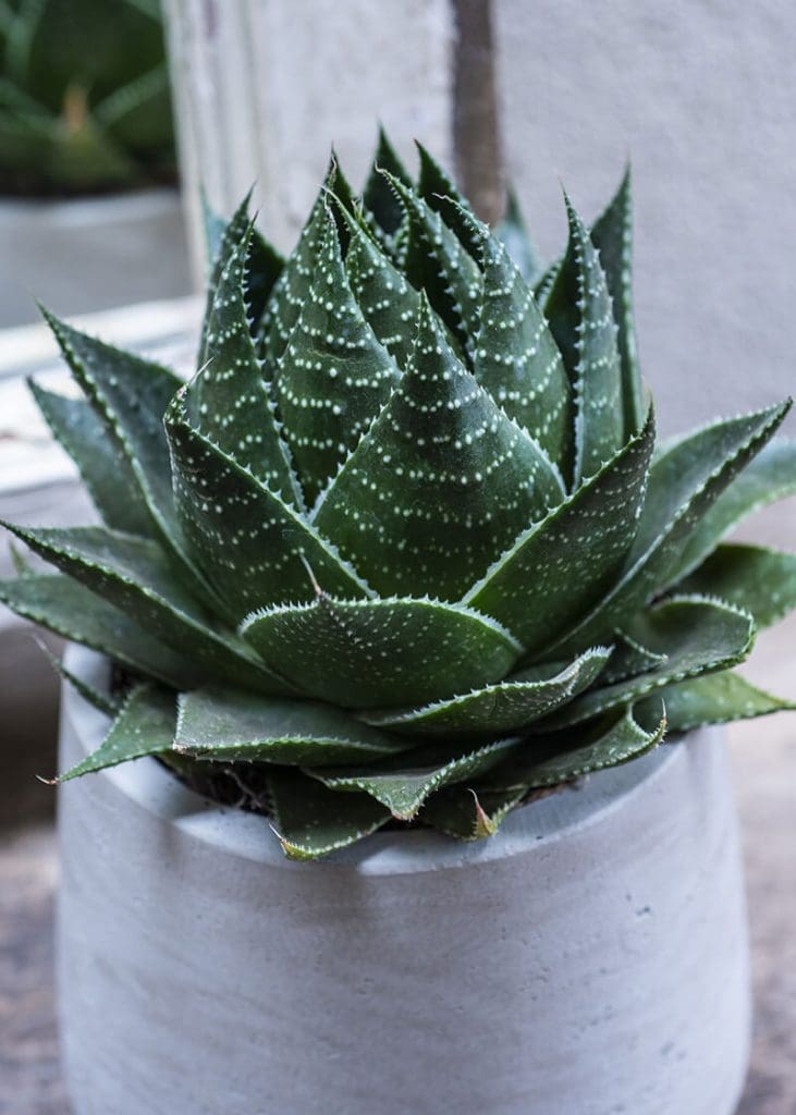 Aloe “Cosmo Green pearl” 24 Planteria group