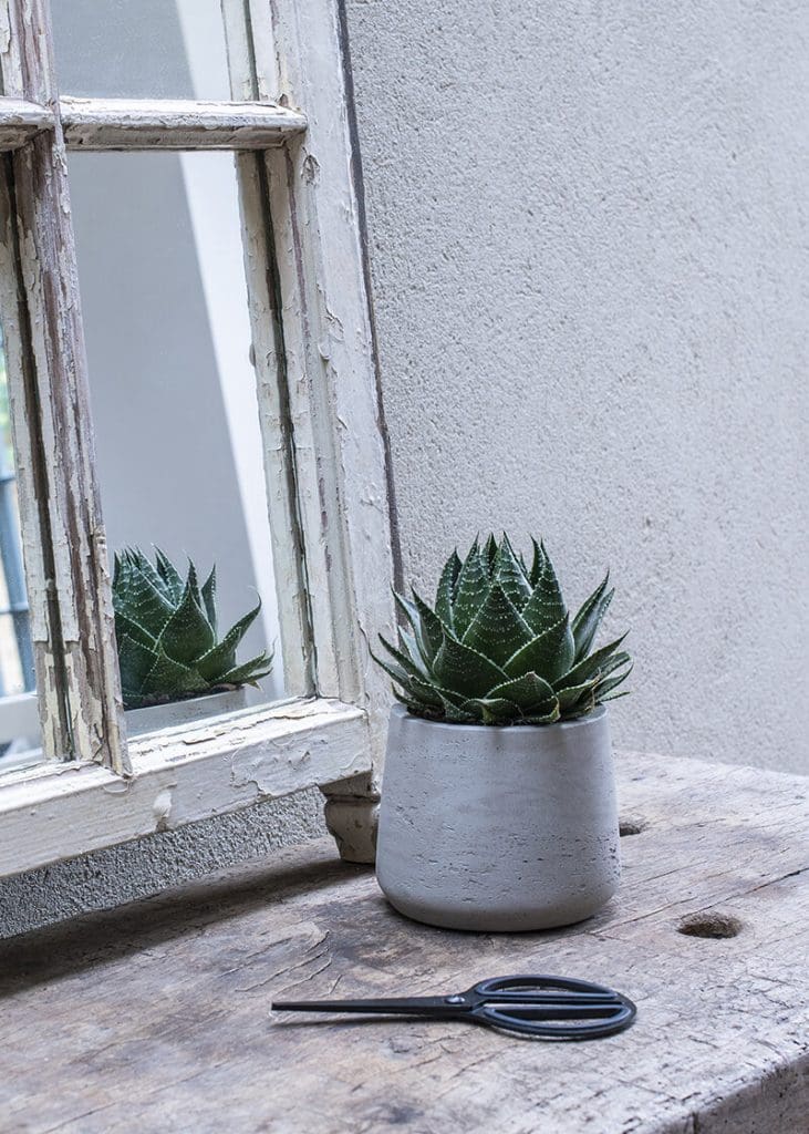 Aloe “Cosmo Green pearl” 23 Planteria group