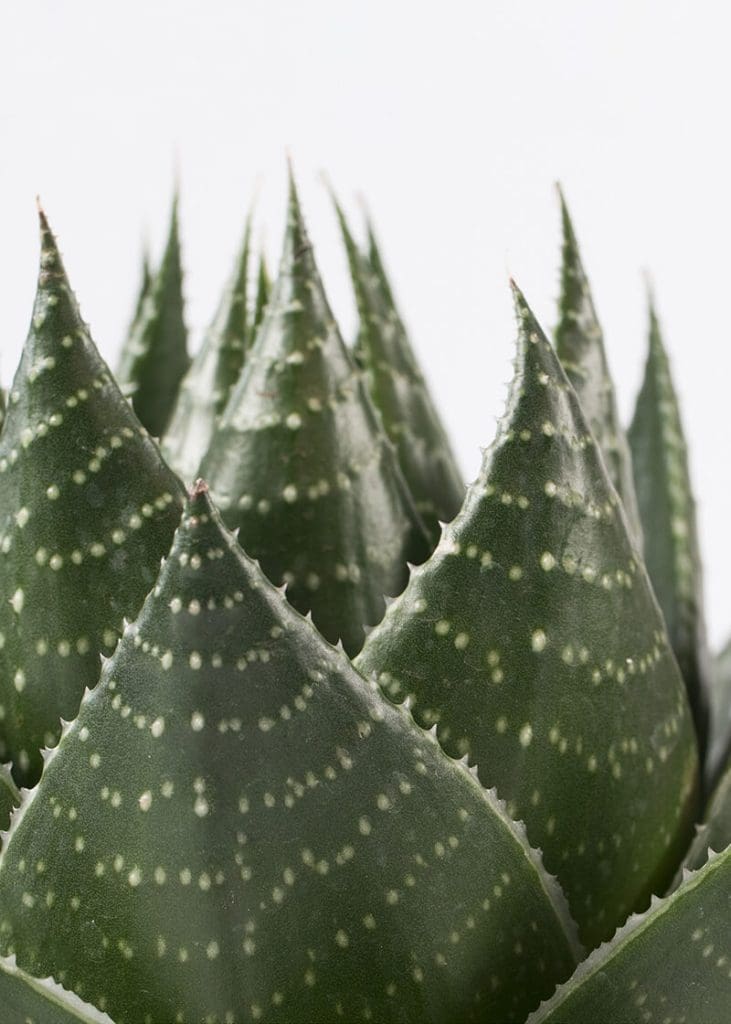 Aloe “Cosmo Green pearl” 26 Planteria group