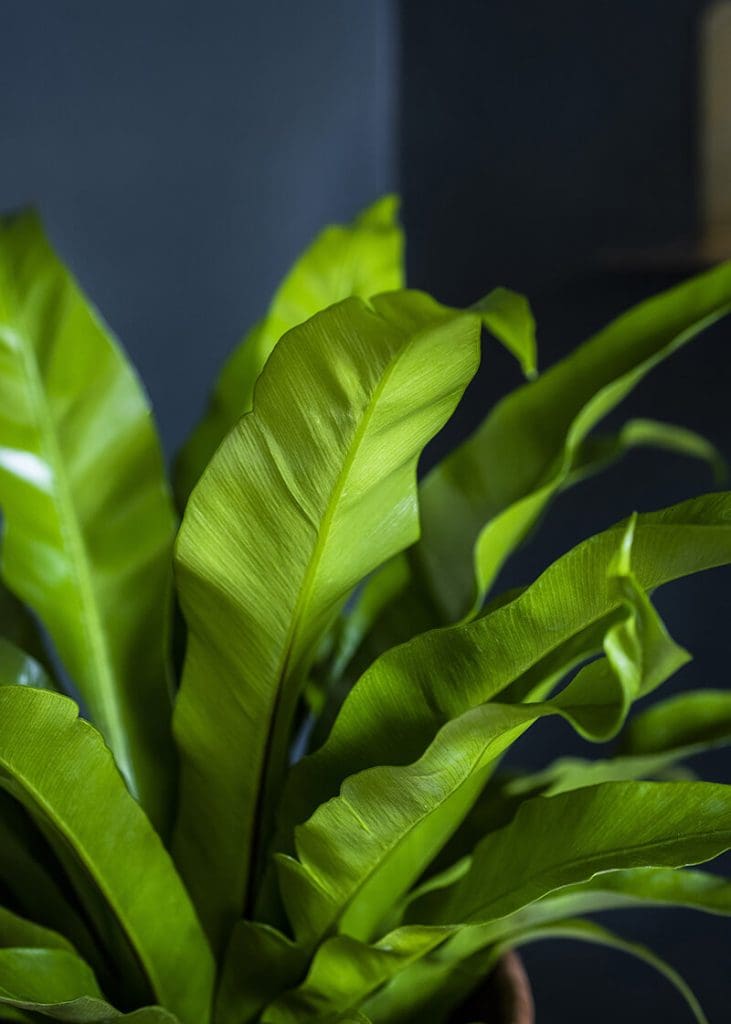 Planteria group