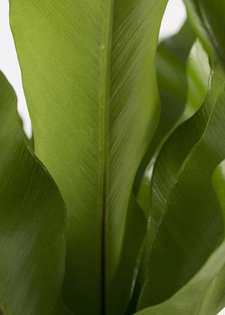Planteria group