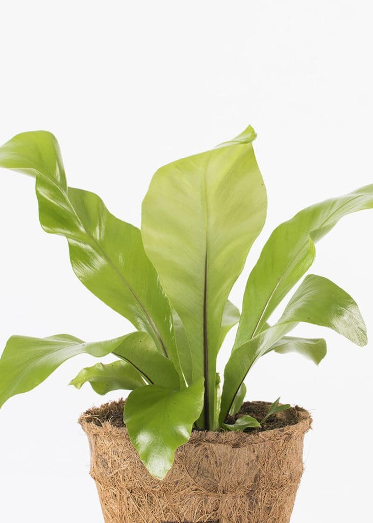 Planteria group