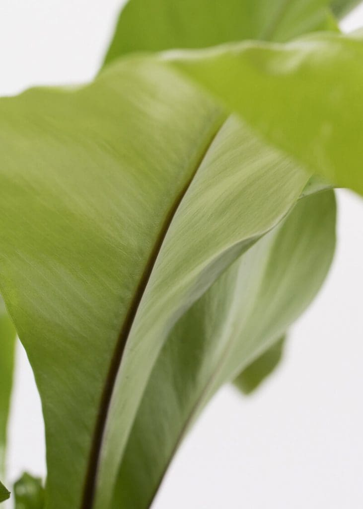 Planteria group