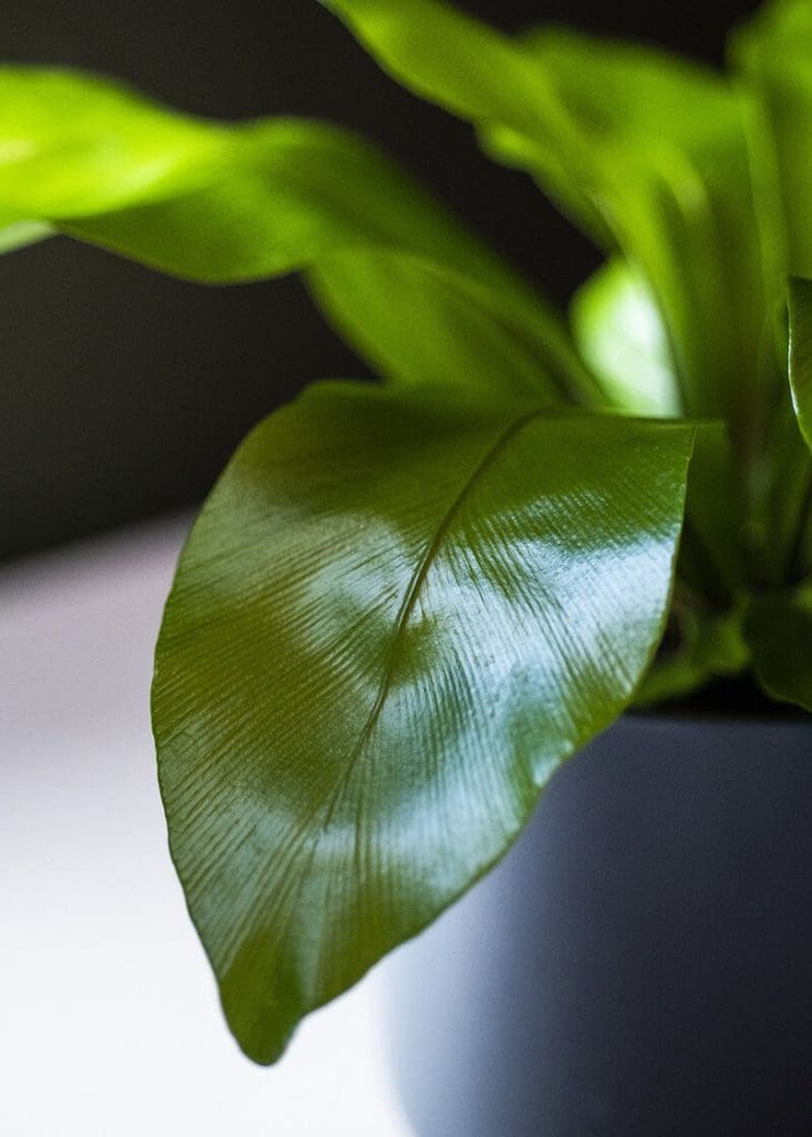 Planteria group