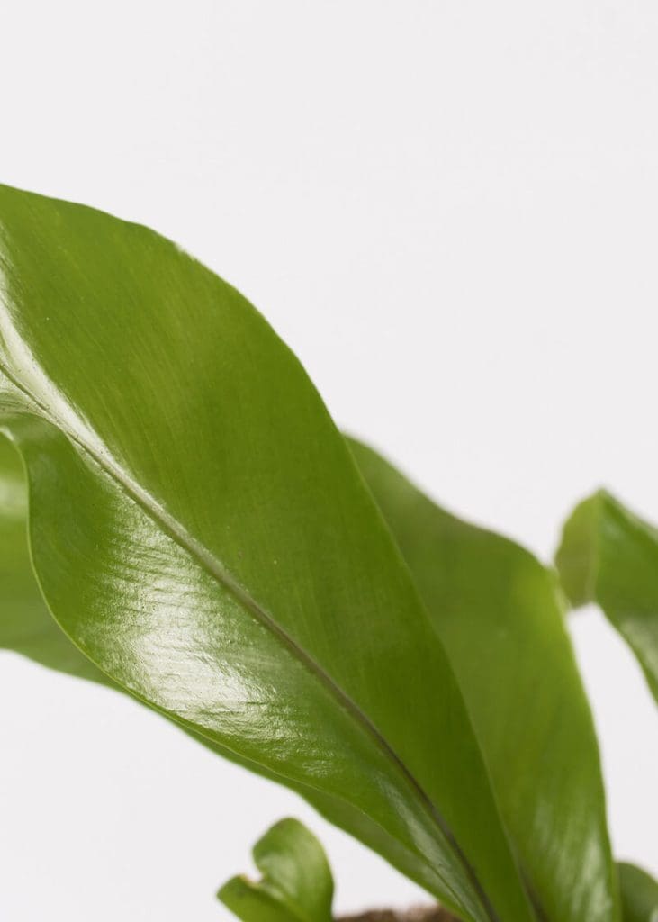 Planteria group