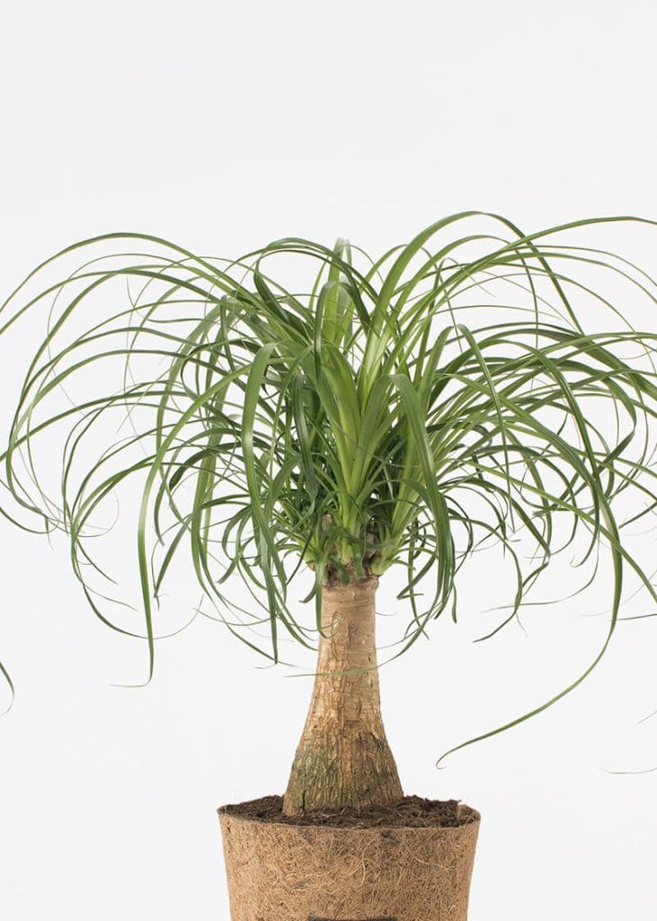Planteria group