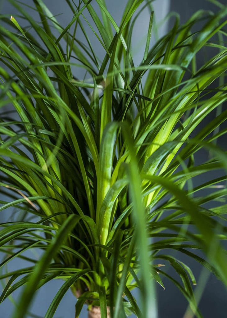 Planteria group