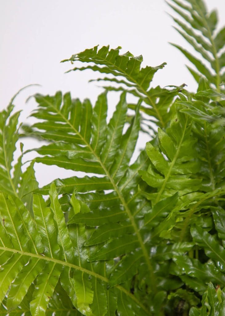 Blechnum Gibbum “Miniature Tree Fern” 22 Planteria group