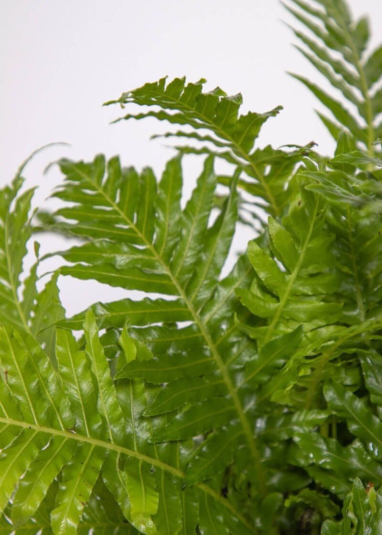 Asplenium Parvati 25 Planteria group
