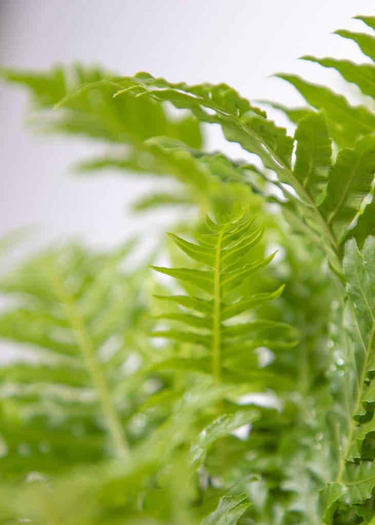 Blechnum Gibbum “Miniature Tree Fern” 23 Planteria group