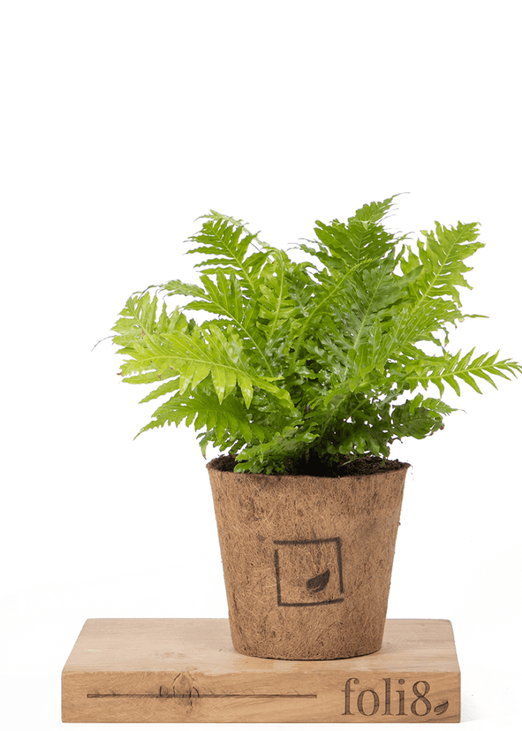 Blechnum Gibbum “Miniature Tree Fern” 21 Planteria group