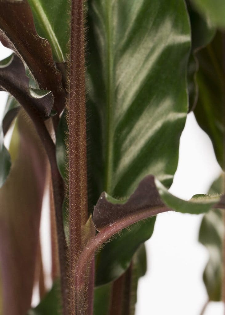 Planteria group