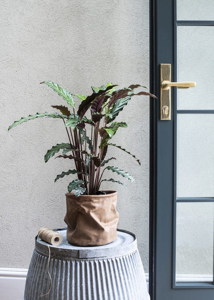 Planteria group
