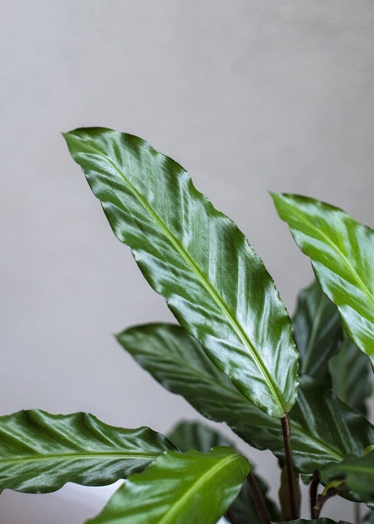 Planteria group