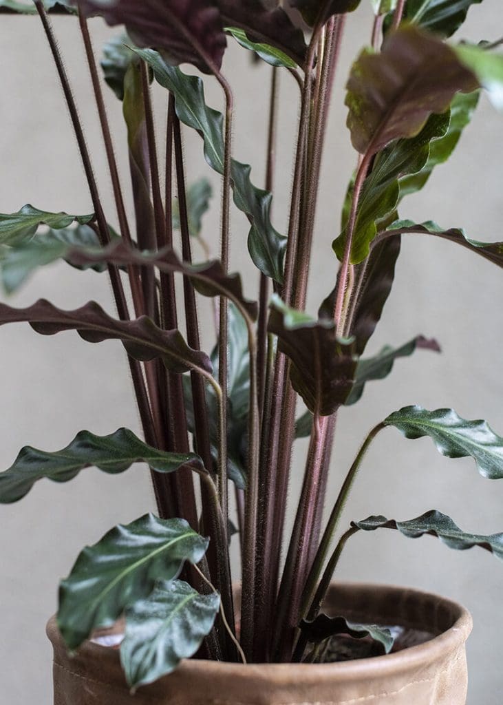 Planteria group