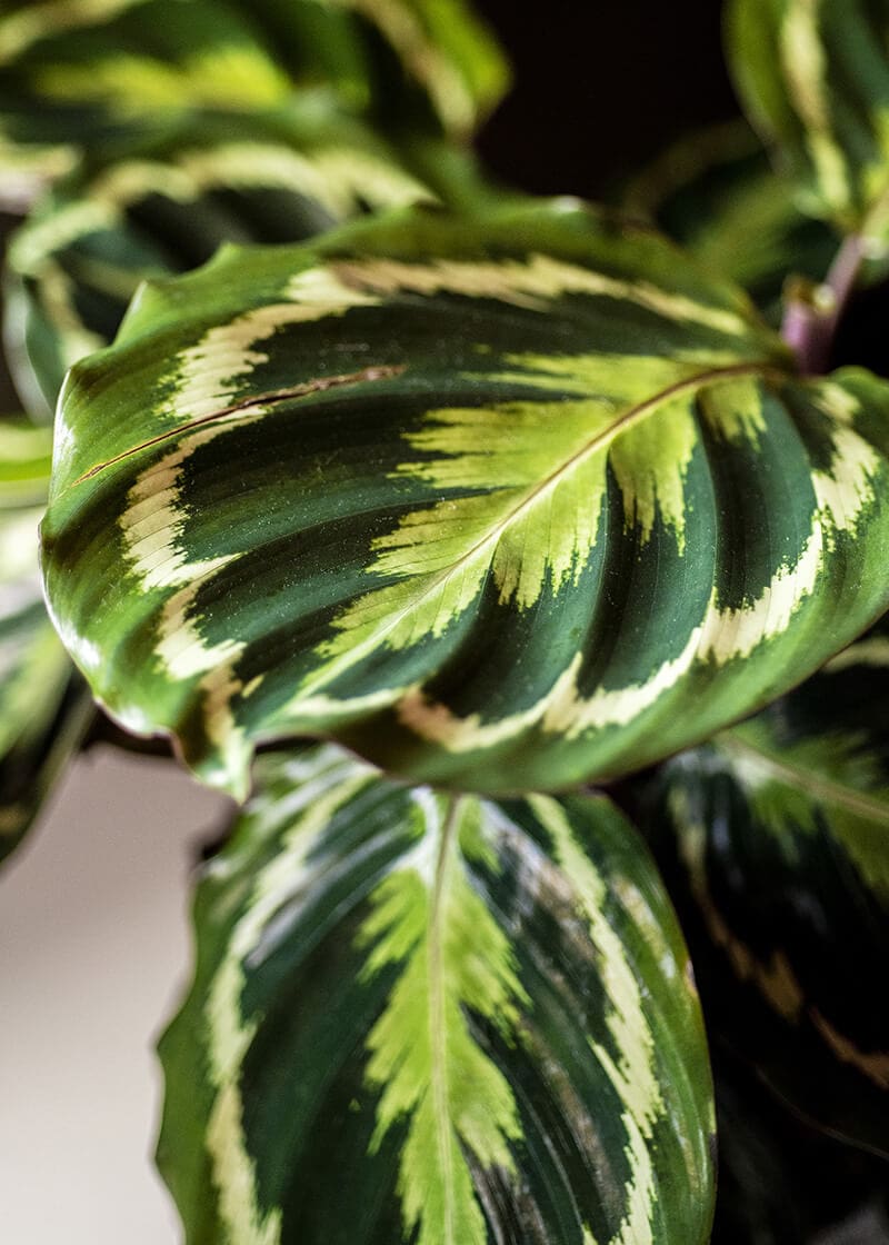 Calathea Peacock | Planteria Group